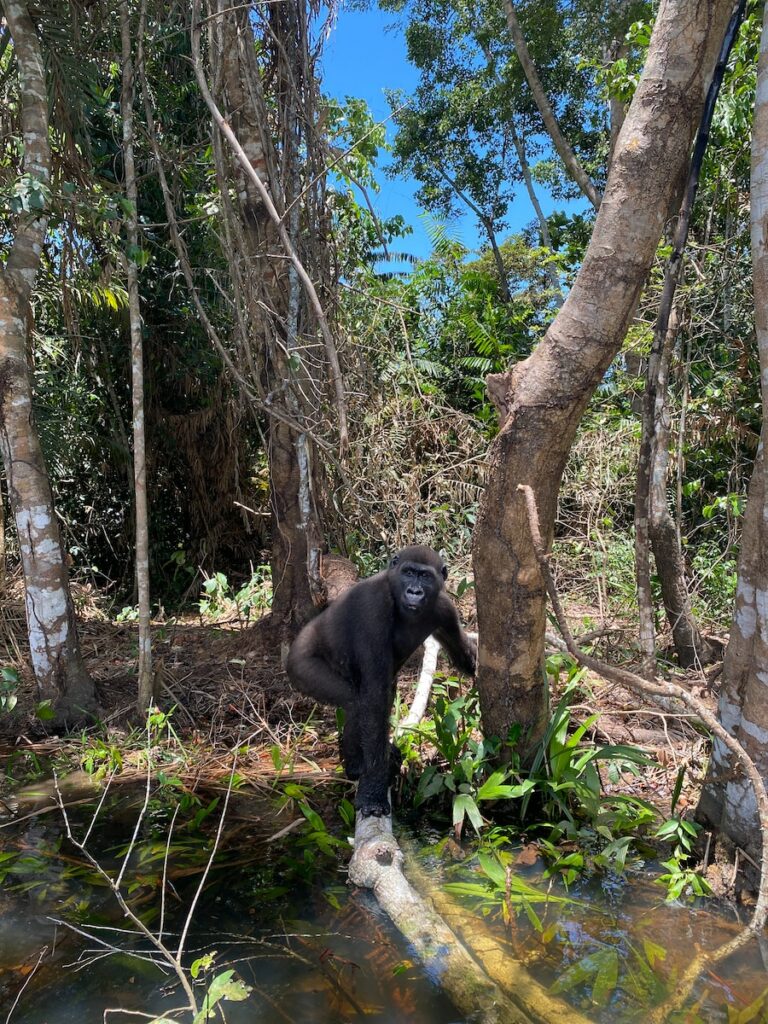 Forêt du Bassin du Congo