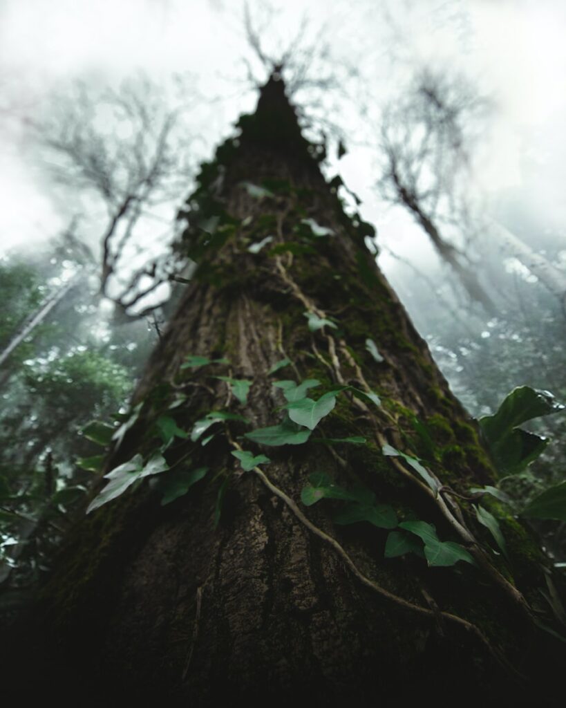 Forêt valdivienne