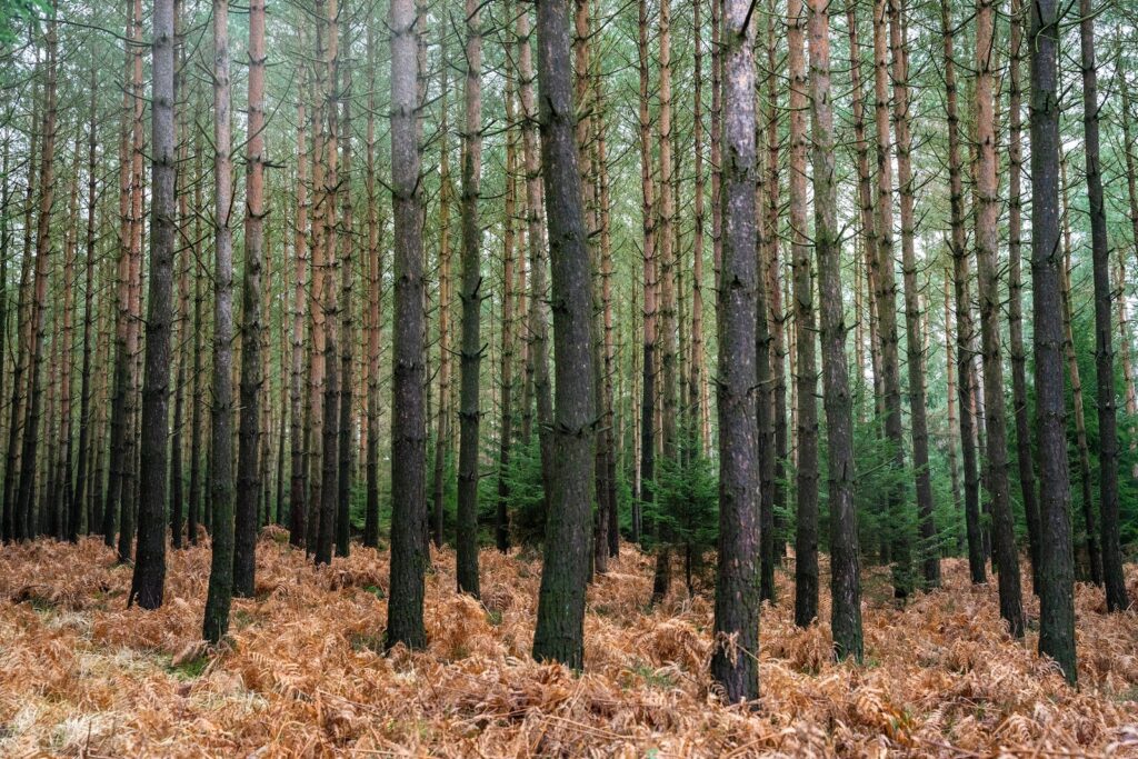 La Forêt Noire