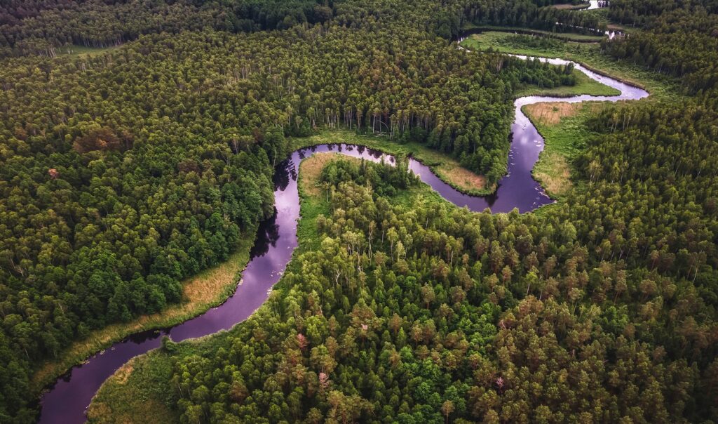 Forêt Amazonienne