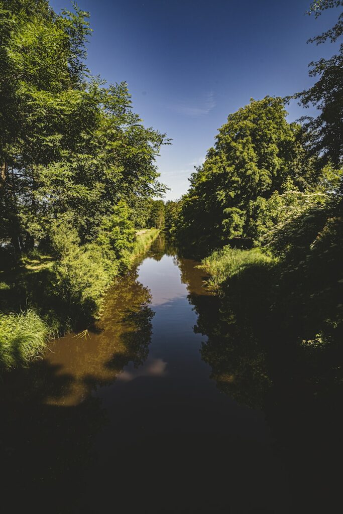 Forêt de Bialowieza