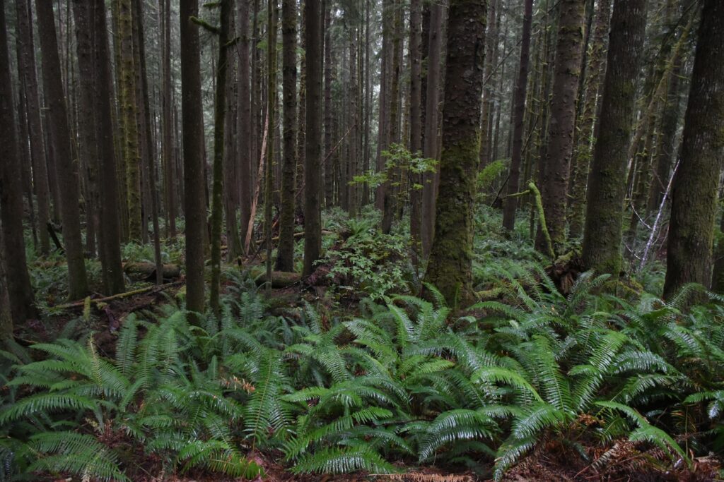 Les forêts