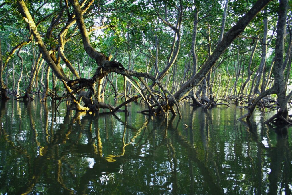 Les mangroves