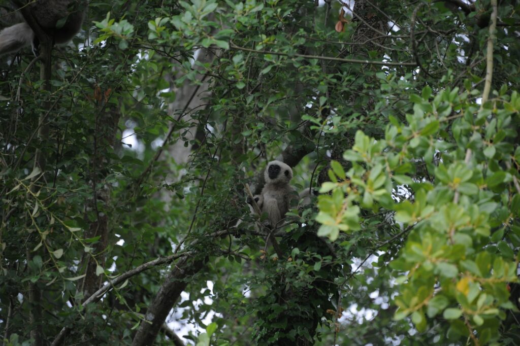 Gibbons et des macaques