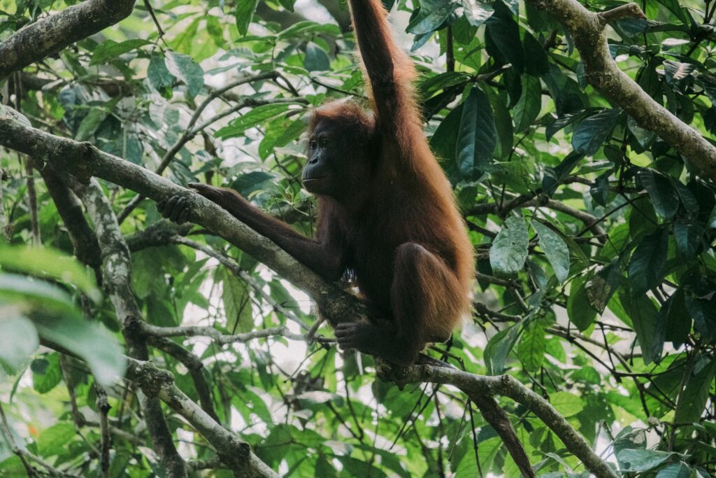 Orang-outans de la forêt tropicale humide de Bornéo