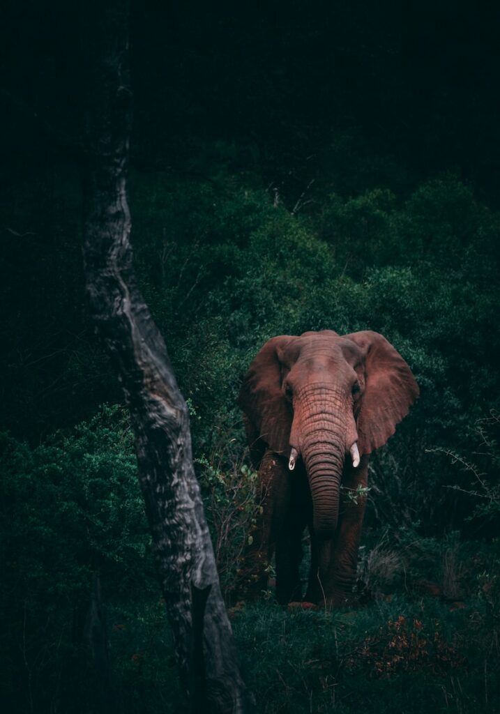 Éléphants de Bornéo