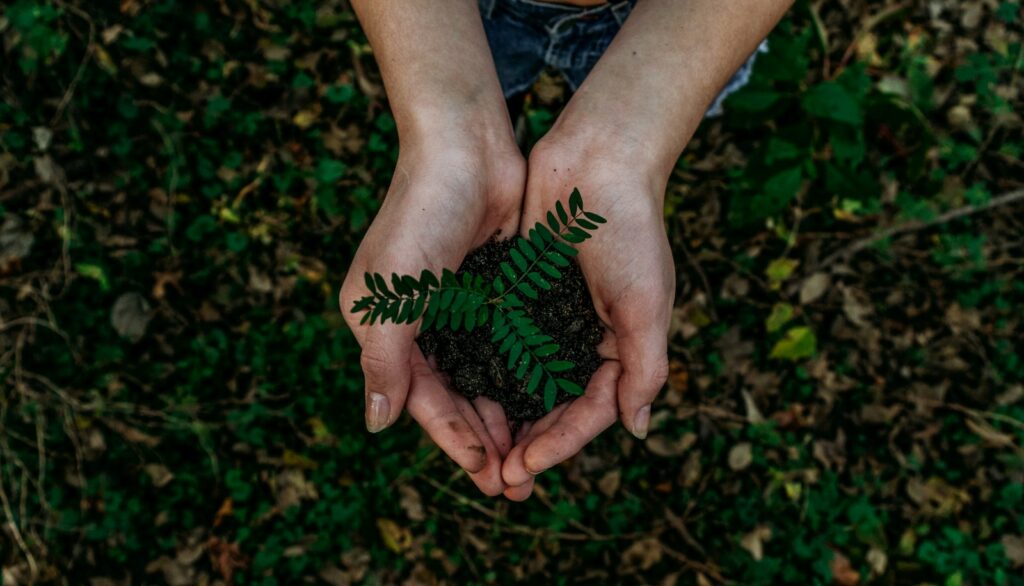 Puits à carbone naturel, Les Sols