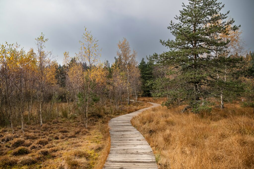 Puits à carbone naturel, Les tourbières