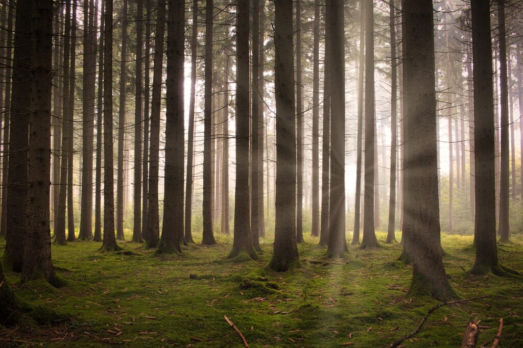 Les forêts du monde