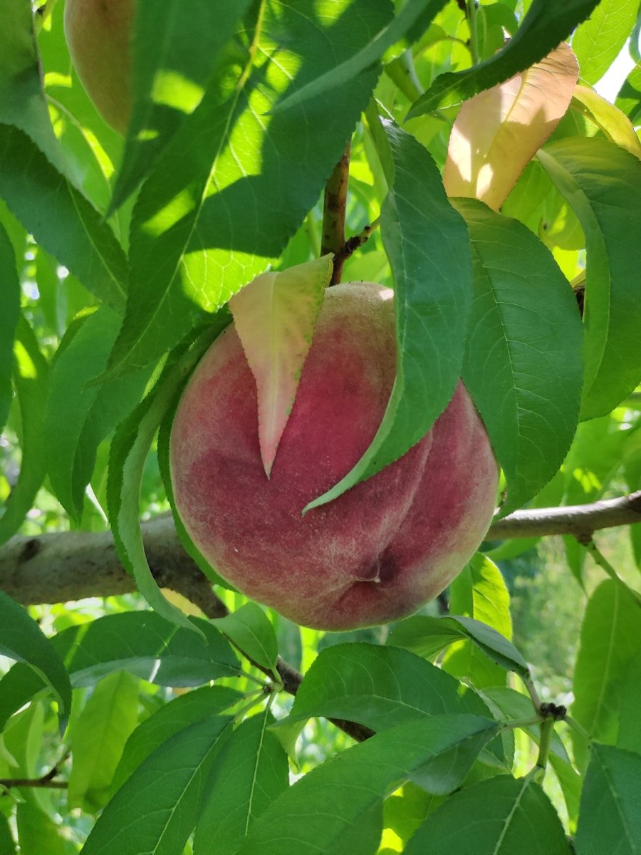 Nectarine