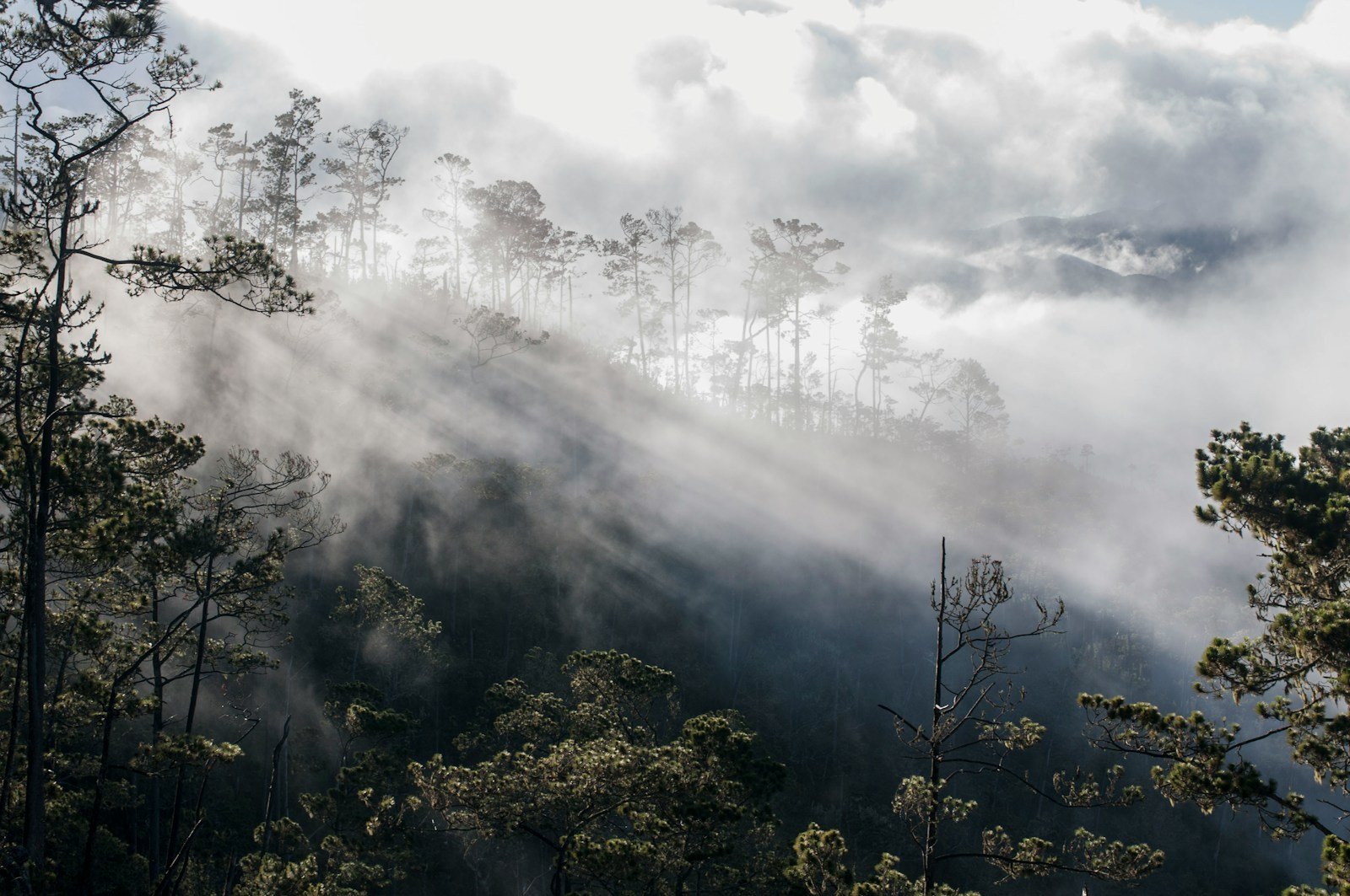 Forêt du Bassin du Congo