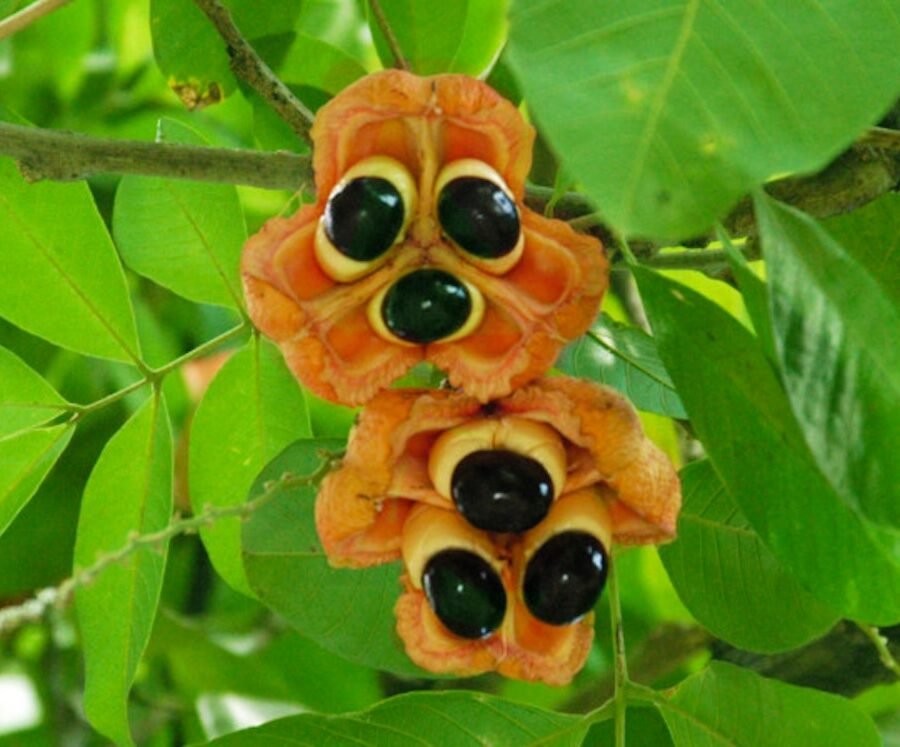 Ackee : Propriétés et bienfaits