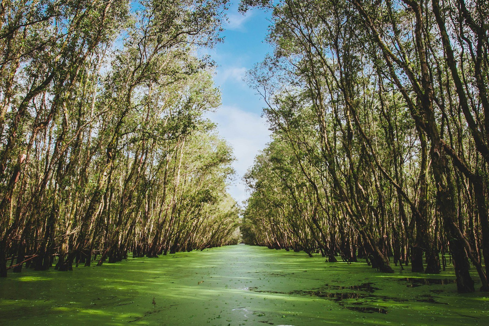 Les mangroves