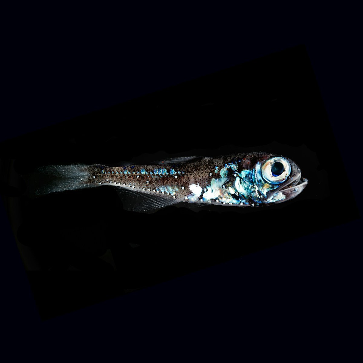 Exploration des mystères fascinants des zones pélagiques