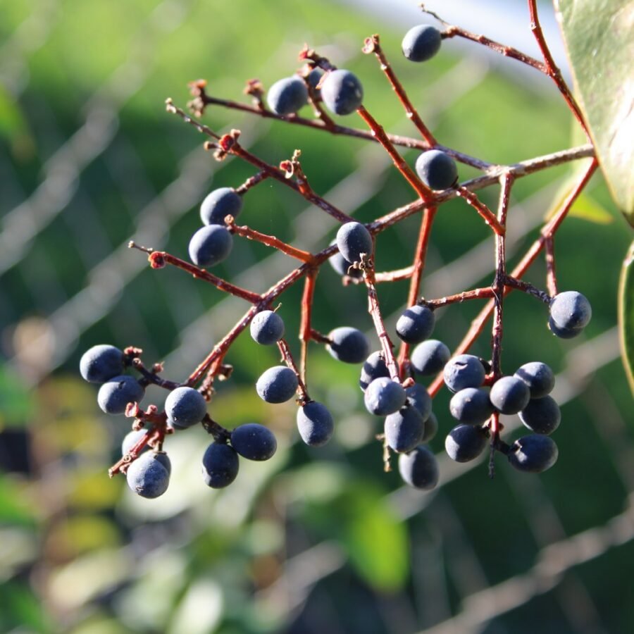 Baies de Mahonia : Propriétés et bienfaits