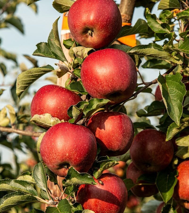 Pomme : Propriétés et bienfaits
