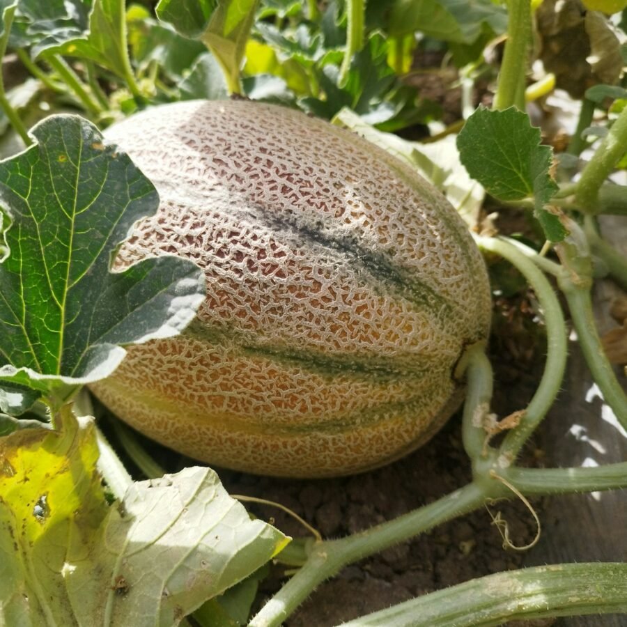 Melon Charentais