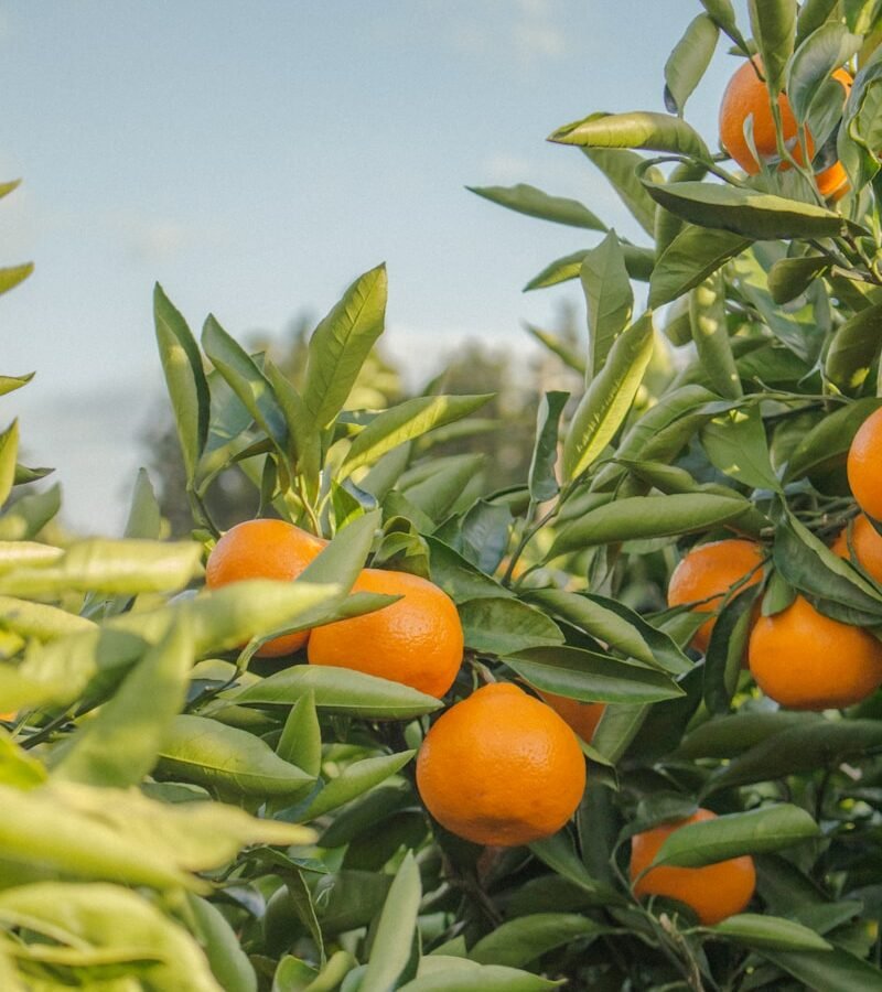 Orange : Propriétés et bienfaits