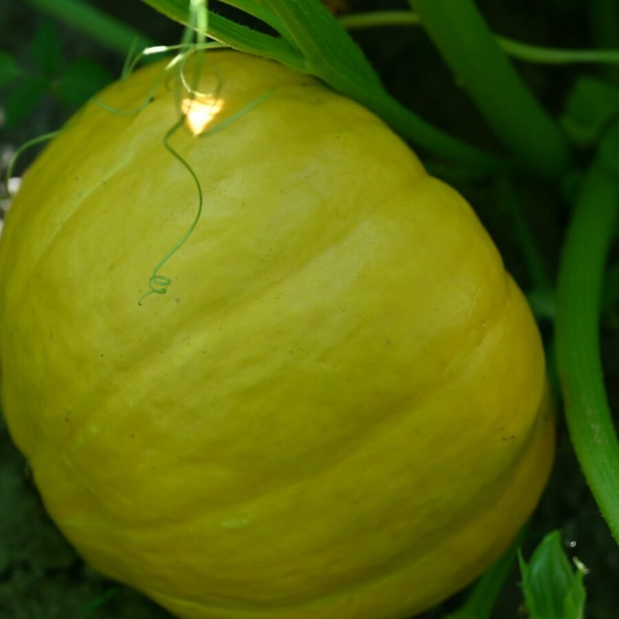 yellow fruit on green grass