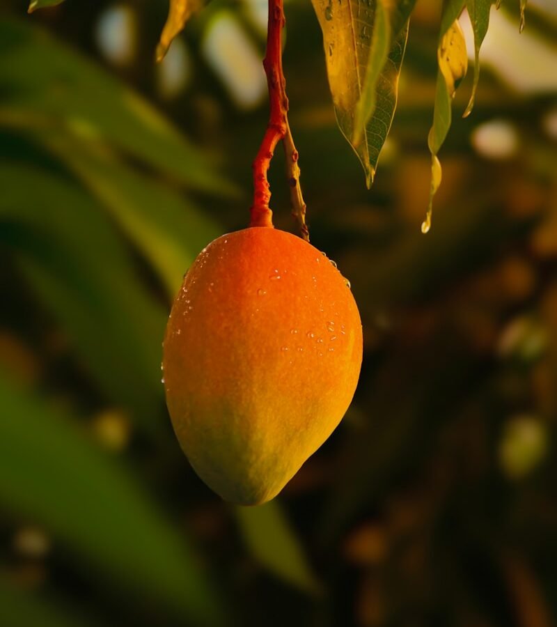 Mangue : Propriétés et bienfaits