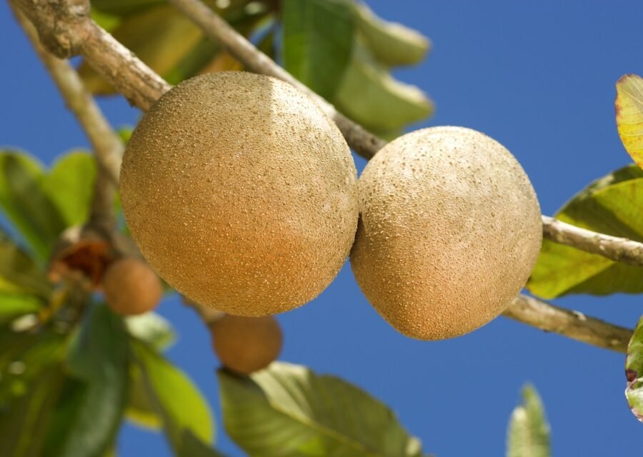 Mamey sapote : Propriétés et bienfaits