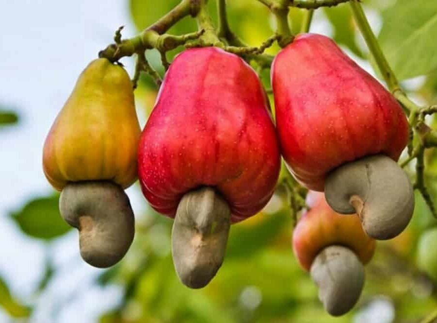 Noix de cajou : Propriétés et bienfaits