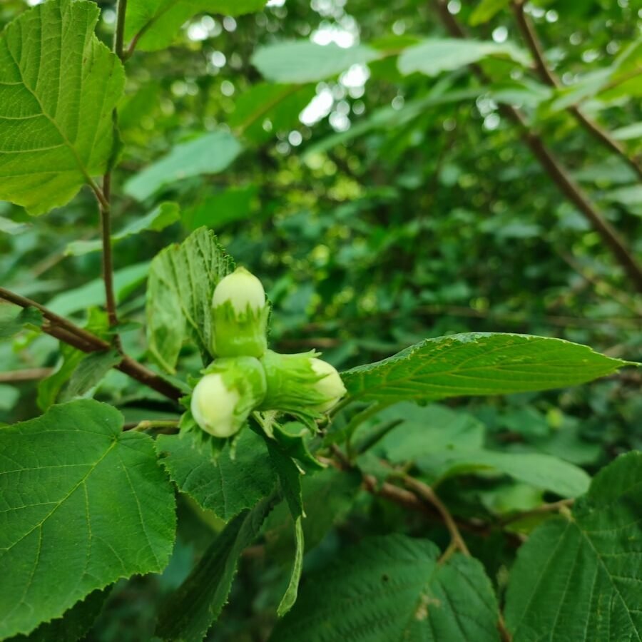 a close up of a tree with green leaves