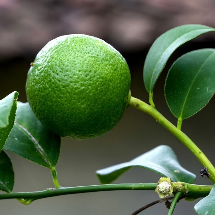 Lime douce : Propriétés et bienfaits