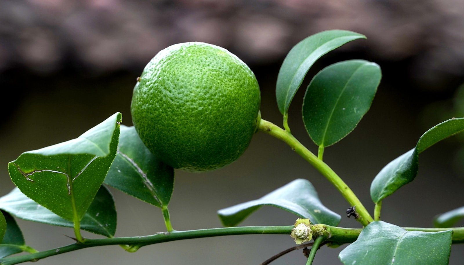 Lime douce : Propriétés et bienfaits