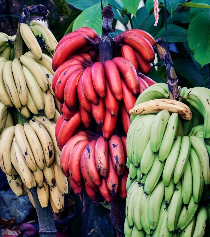 Banane : Propriétés et bienfaits