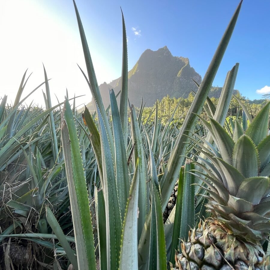Ananas : Propriétés et bienfaits