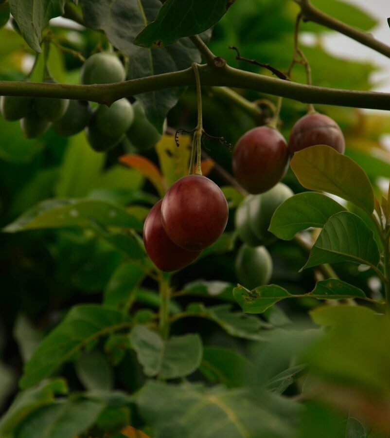 Tamarillo (arbre aux tomates) : Propriétés et bienfaits