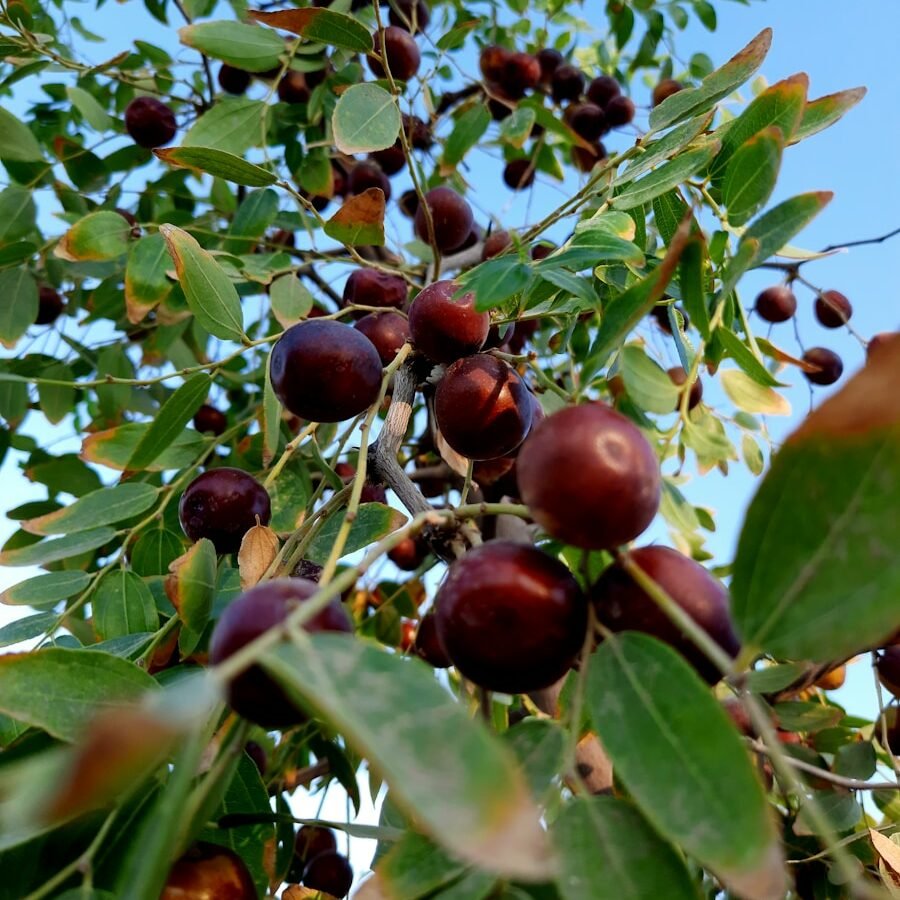 Jujube : Propriétés et bienfaits