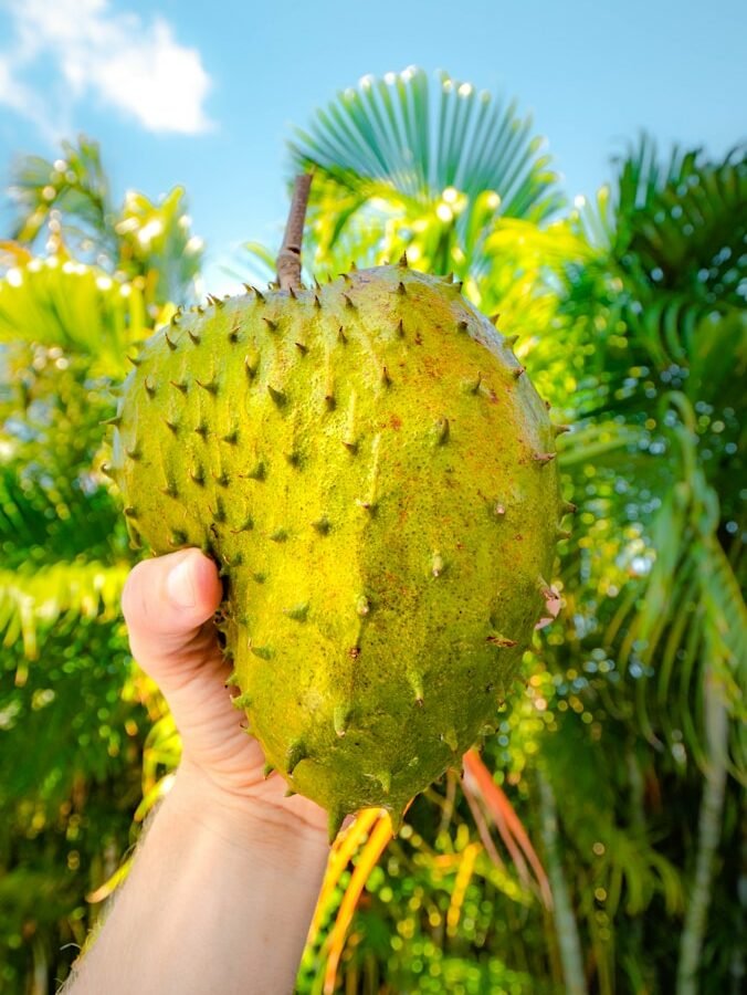 Corossol : Propriétés et bienfaits