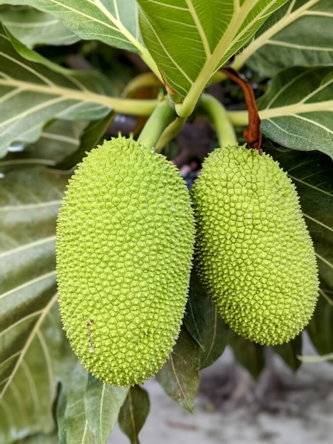 Jacquier ou Artocarpus heterophyllus : Propriétés et bienfaits