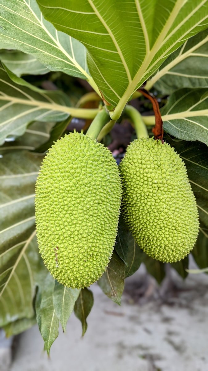 Jacquier ou Artocarpus heterophyllus : Propriétés et bienfaits