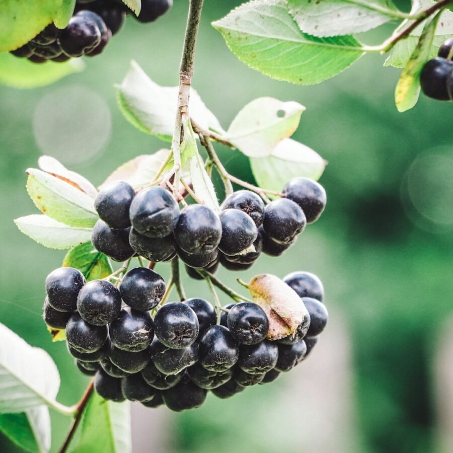 Aronia : Propriétés et bienfaits