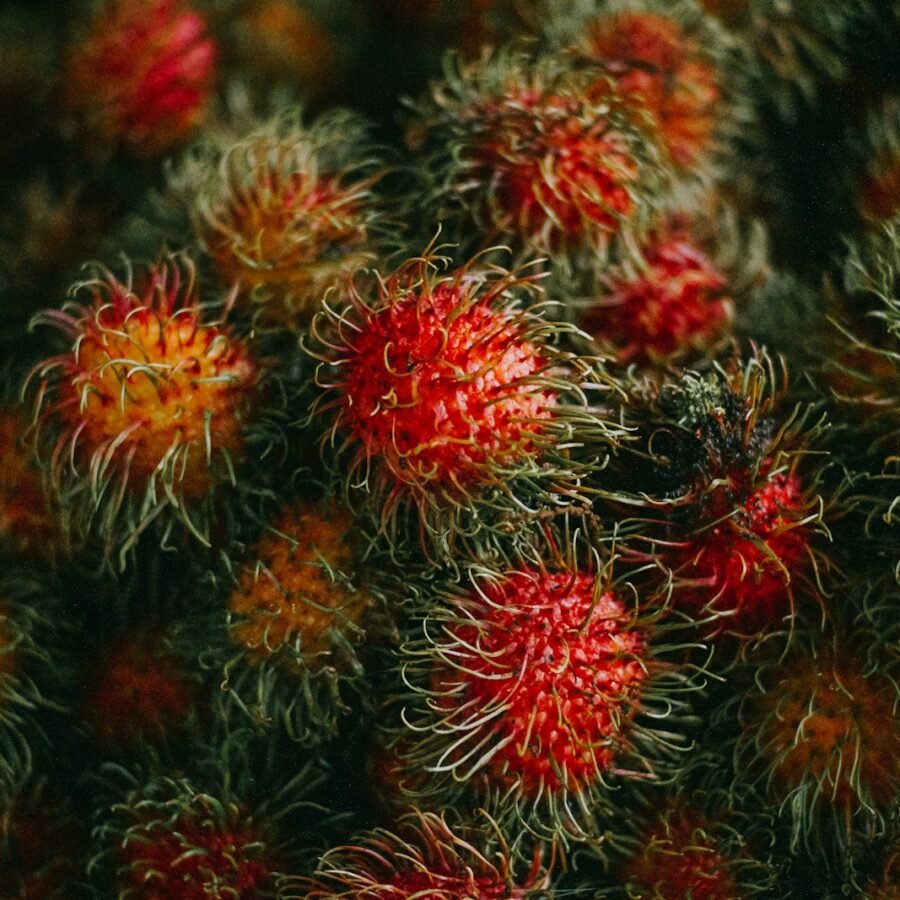 Ramboutan : Propriétés et bienfaits