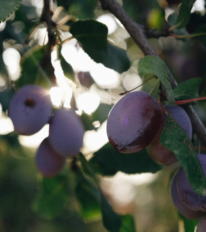 Illawarra plum