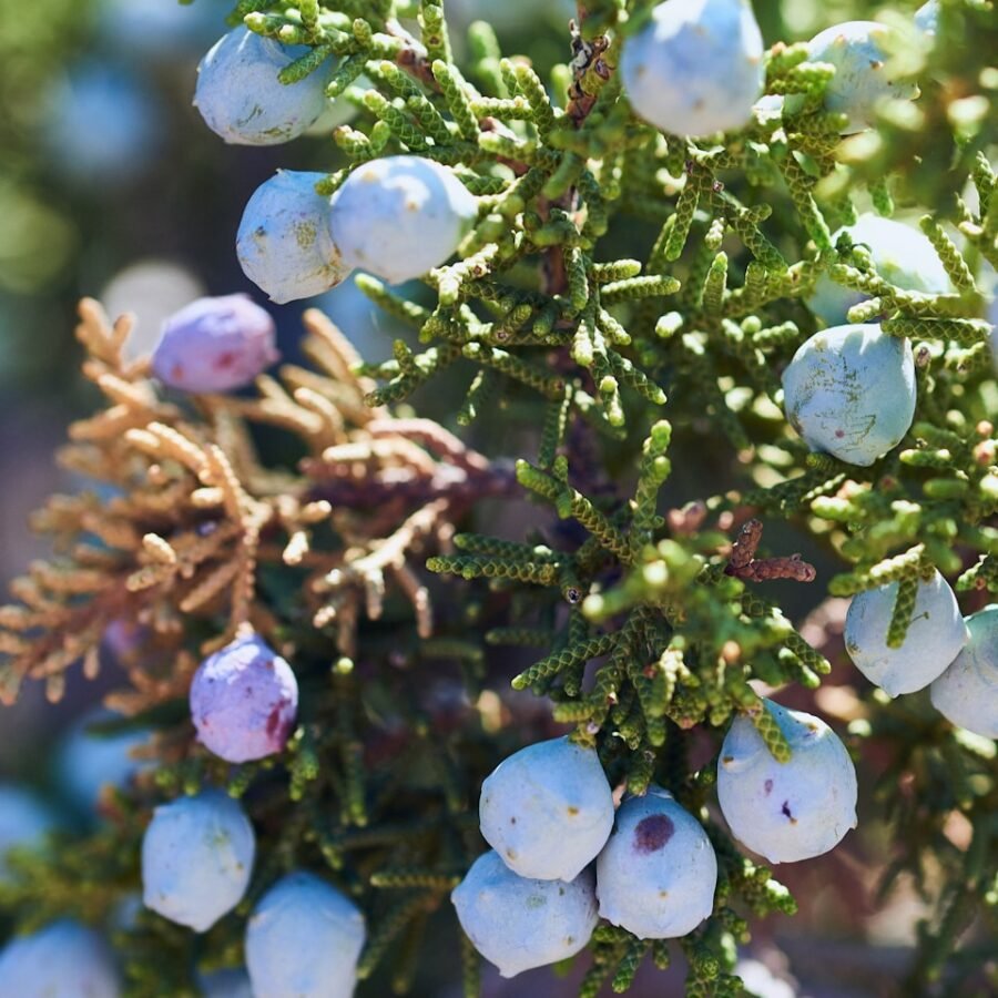Baie de genièvre : Propriétés et bienfaits