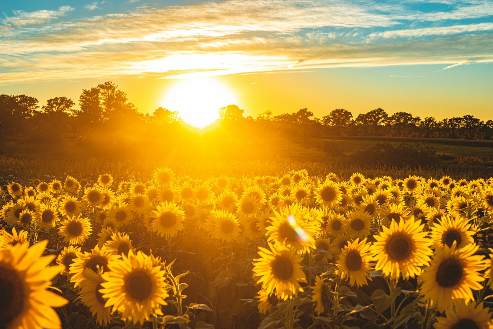 Graine de tournesol