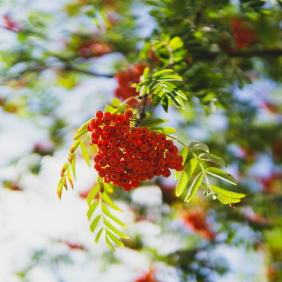 red round fruit in green leaves