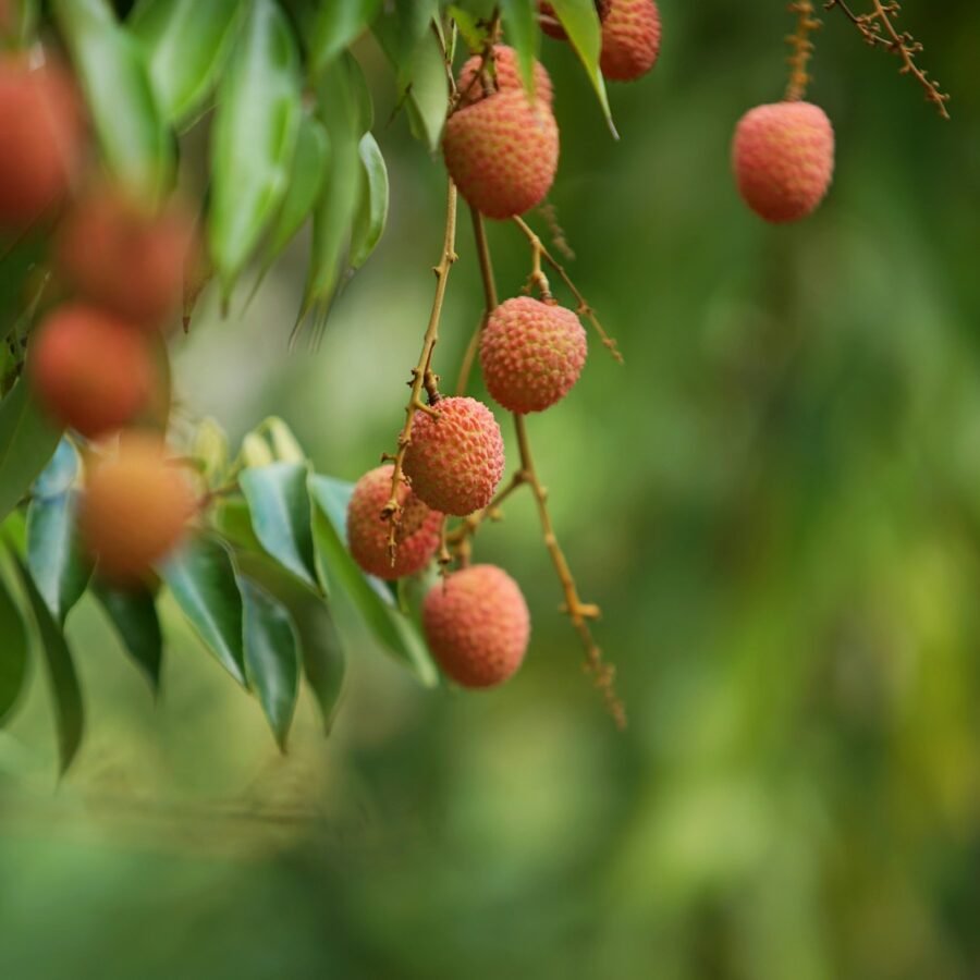 Litchis : Propriétés et bienfaits