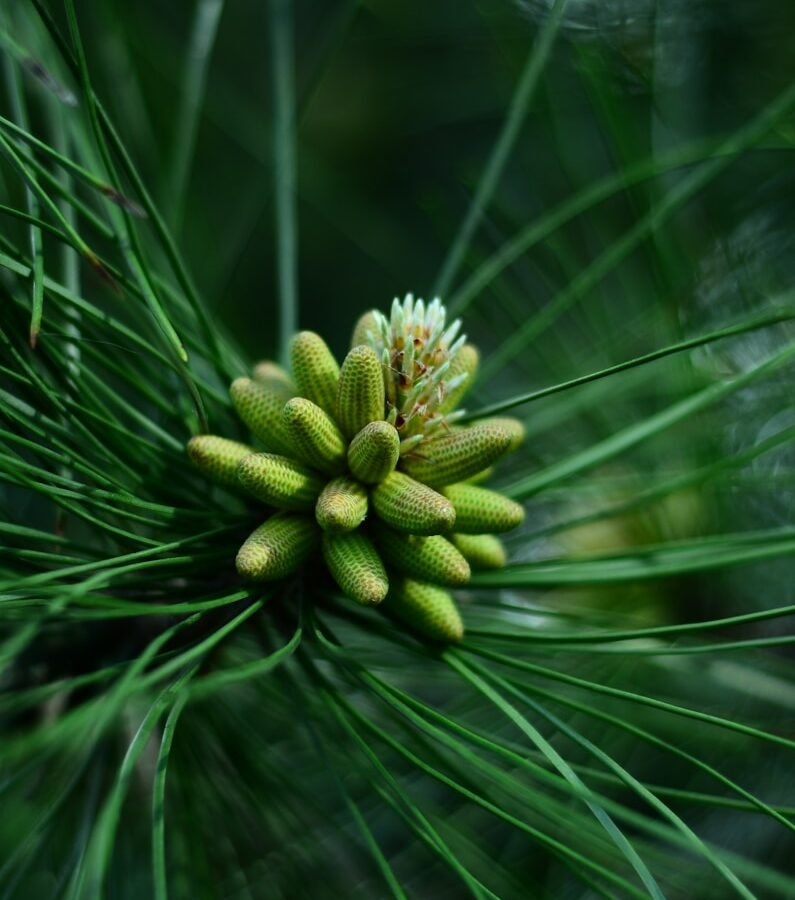 Pignon de pin : Propriétés et bienfaits