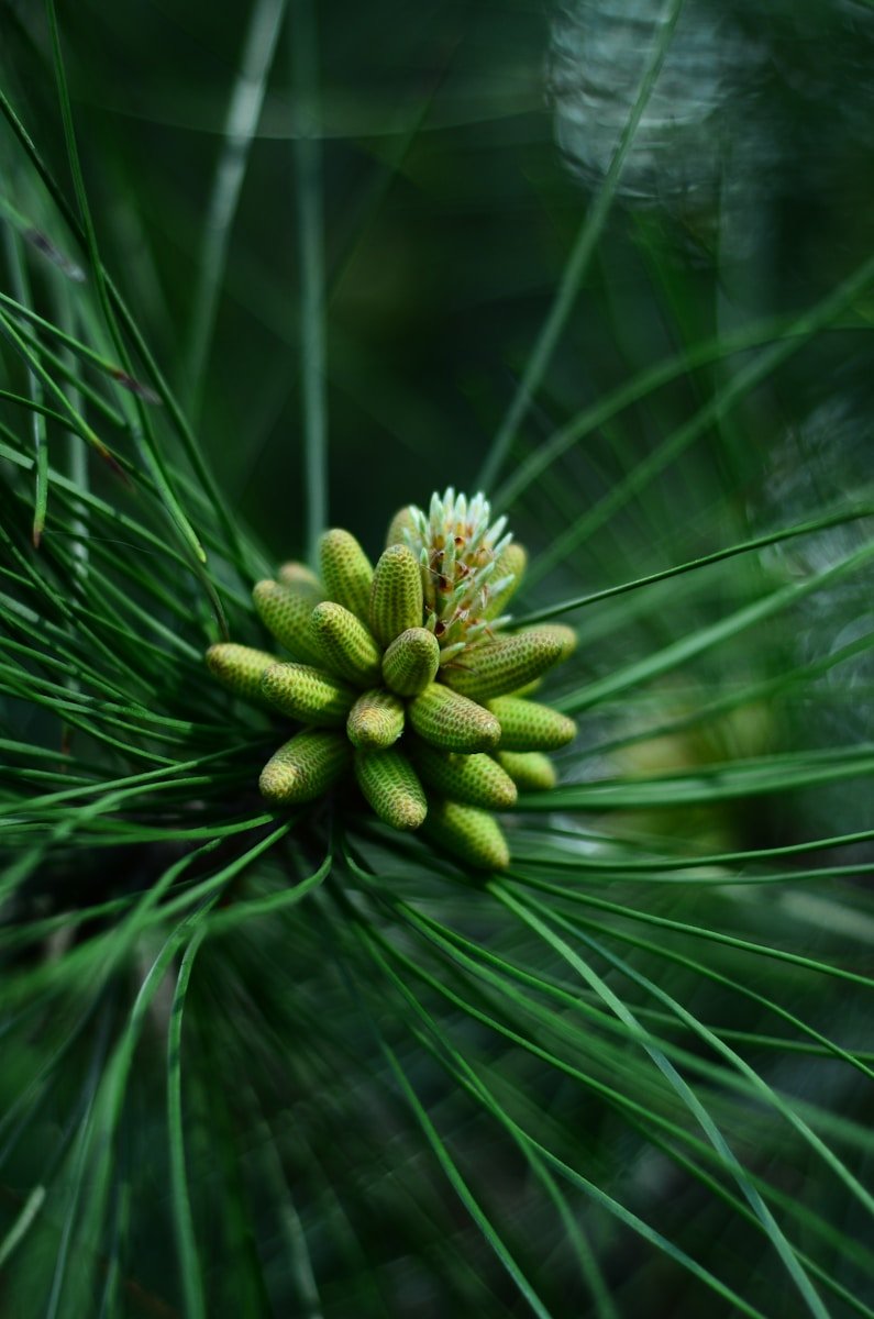 Pignon de pin : Propriétés et bienfaits