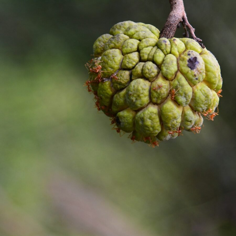Chérimole : Propriétés et bienfaits