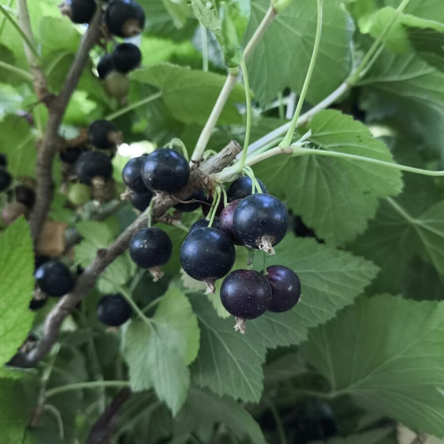 Cassis : Propriétés et bienfaits