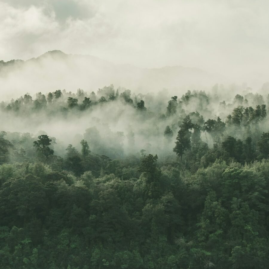 Programme de reboisement trillion Trees