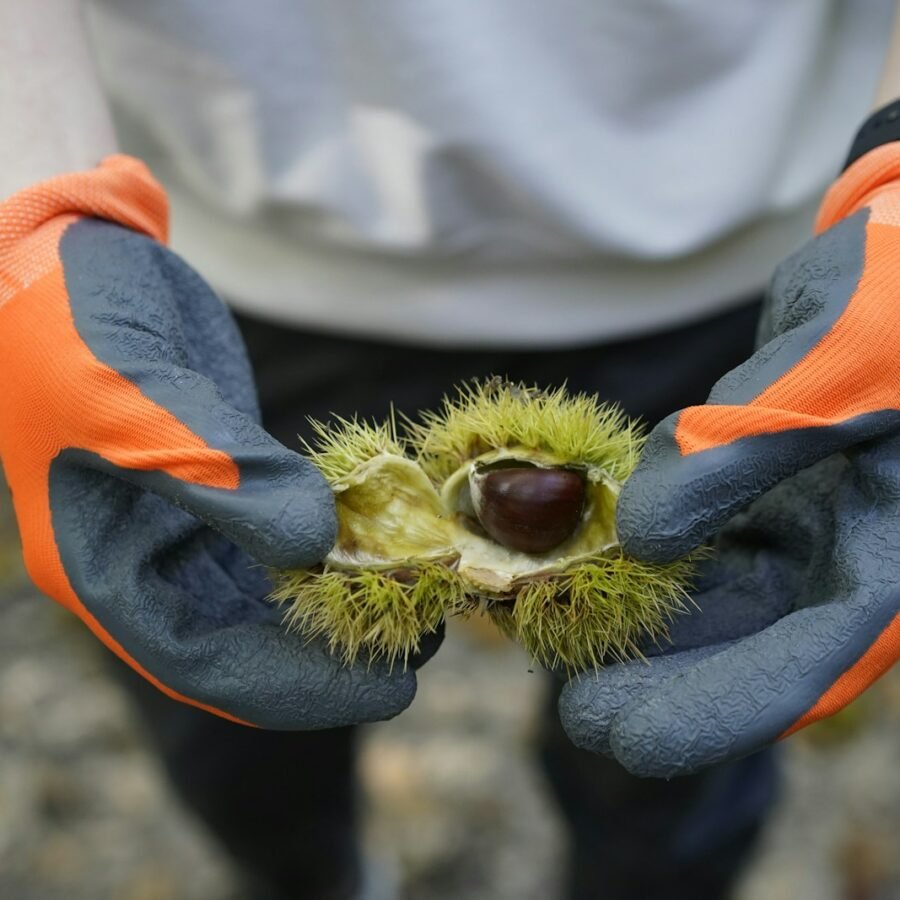 Châtaigne : Propriétés et bienfaits