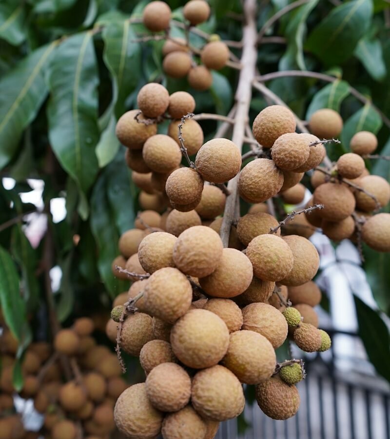 Longane : Propriétés et bienfaits